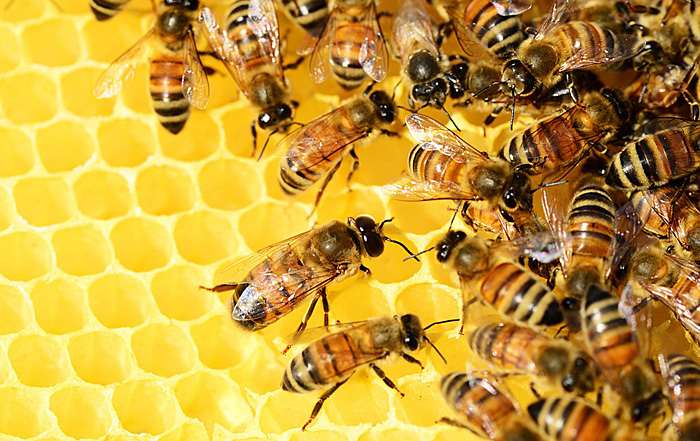 ハチは花の蜜をどうやってハチミツに変える 蜂の雑学 マイトレンド